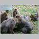 041 Montagne des Singes.jpg